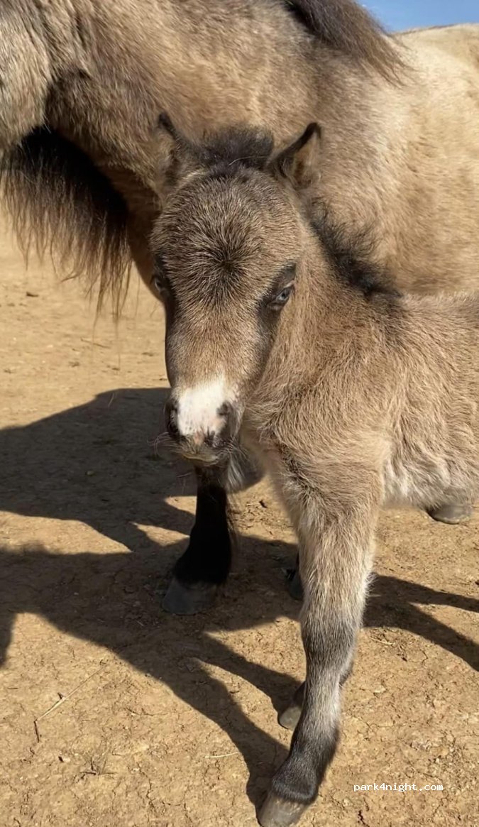 Comprare e vendere Pony Mini Shetland