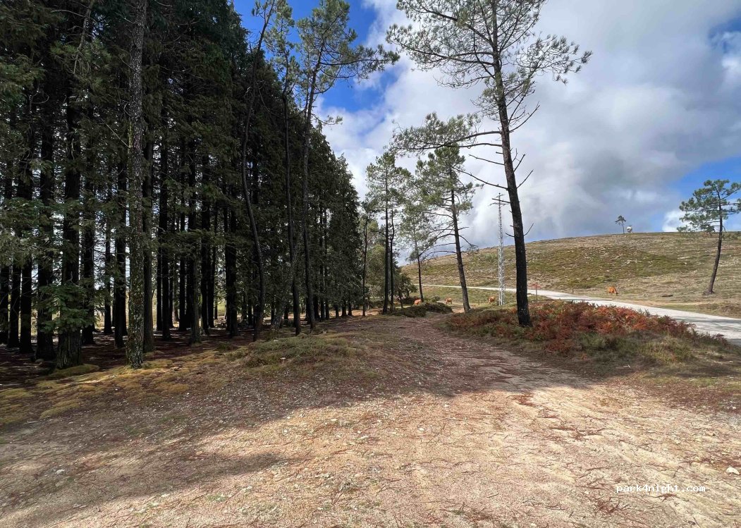 Junqueira, thumbnail 2