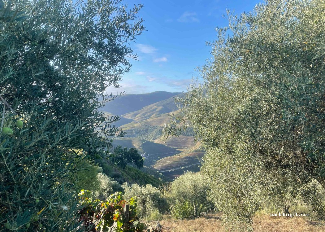 São João da Pesqueira, thumbnail 2