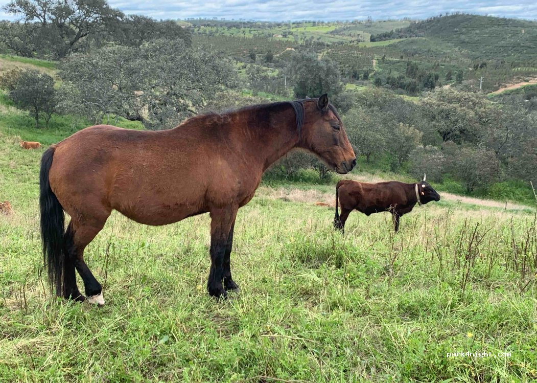 Alcaria,Unnamed Road