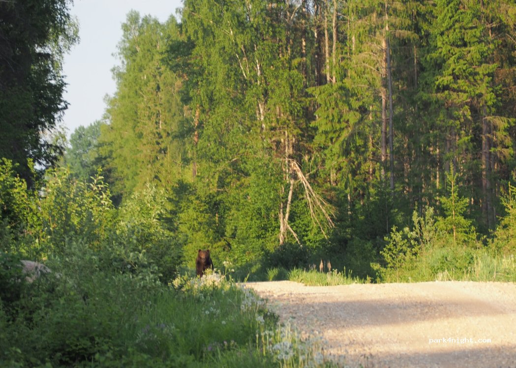 Äriküla - Unnamed Road photo 3