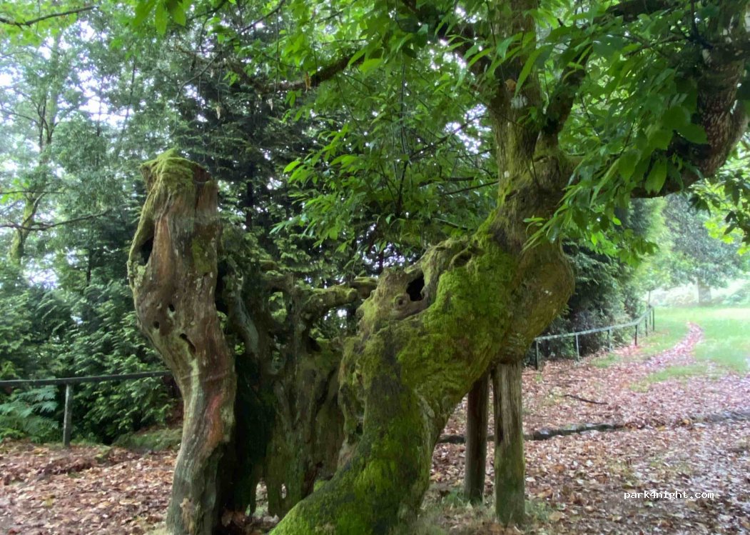 A Cañiza,PO-9401 thumbnail 4