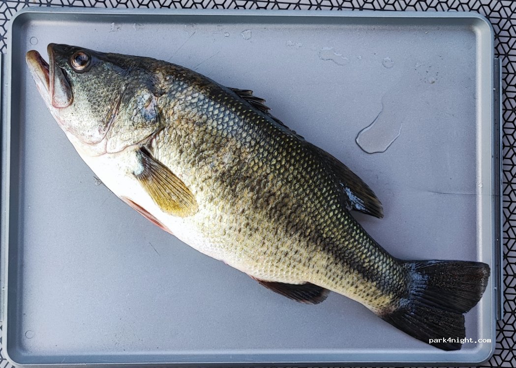 Torrão, thumbnail 2