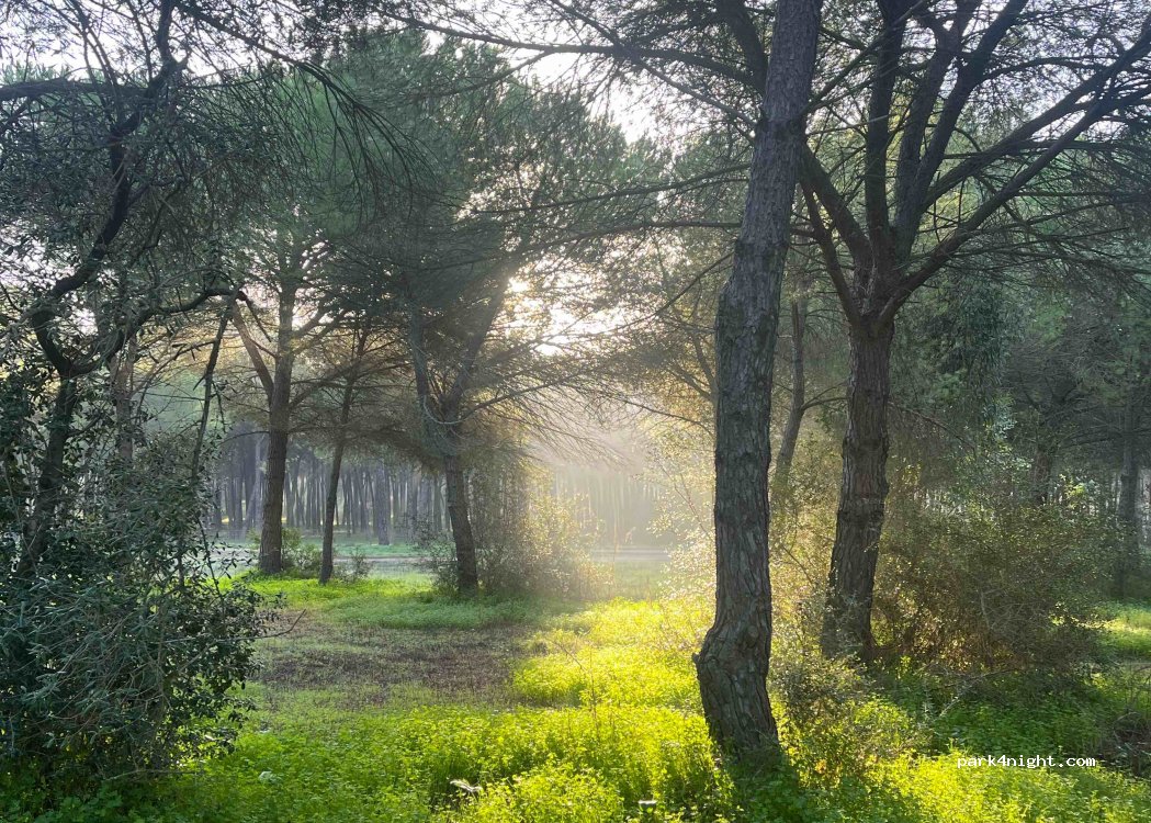 Poblado de Alfonso XIII, thumbnail 2