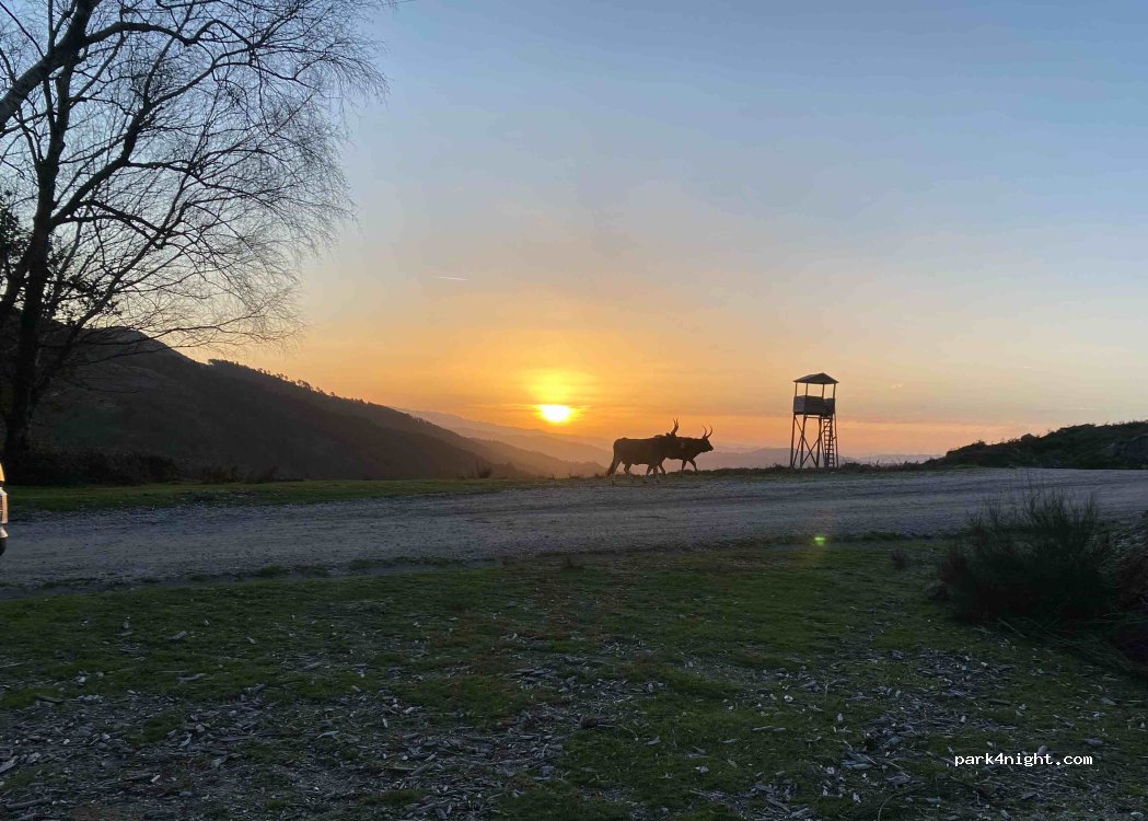 Chorense, thumbnail 2