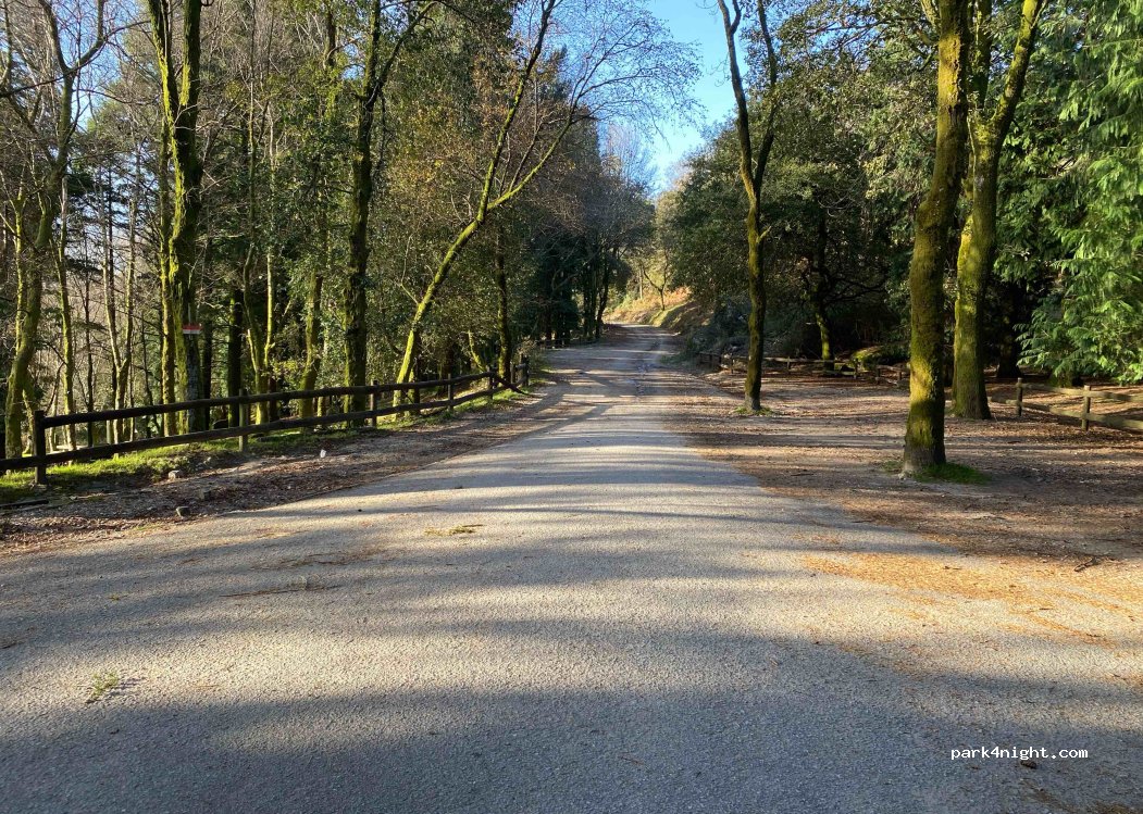 Chorense, thumbnail 3