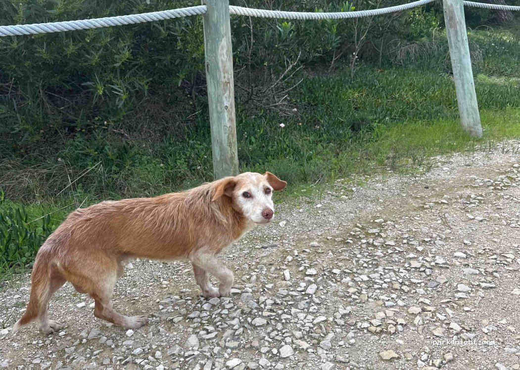 Óbidos, Rua da Nau thumbnail 4