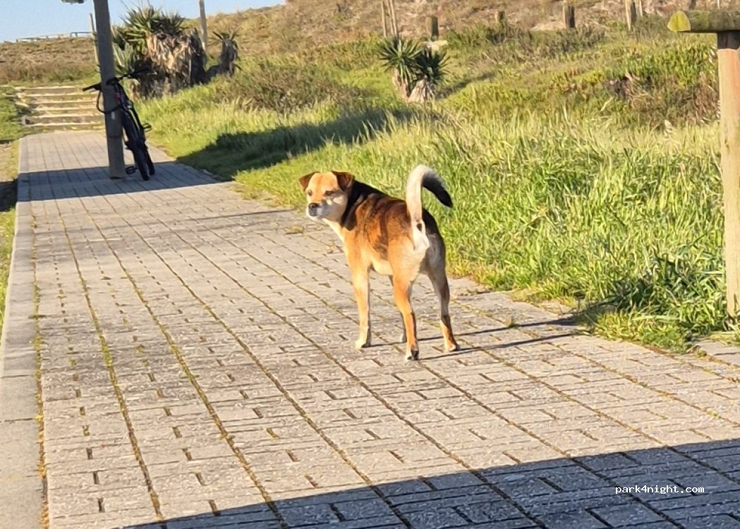 ,  Avenida António Augusto Valente Almeida thumbnail 5