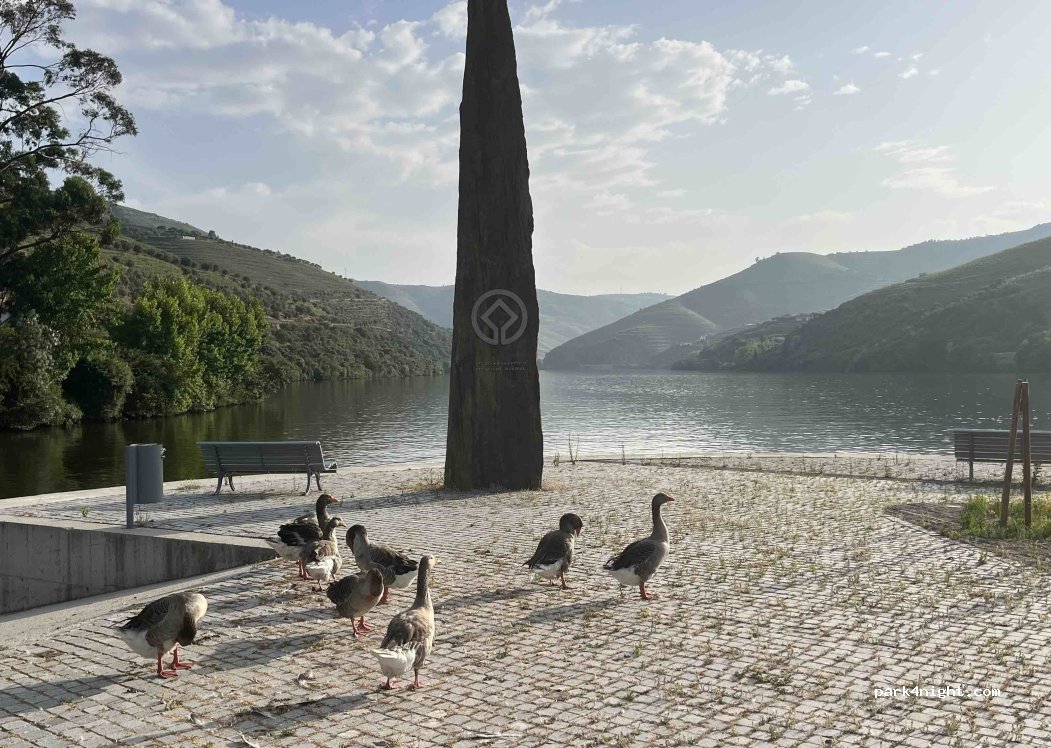 Pesqueira,1937 N323 thumbnail 5