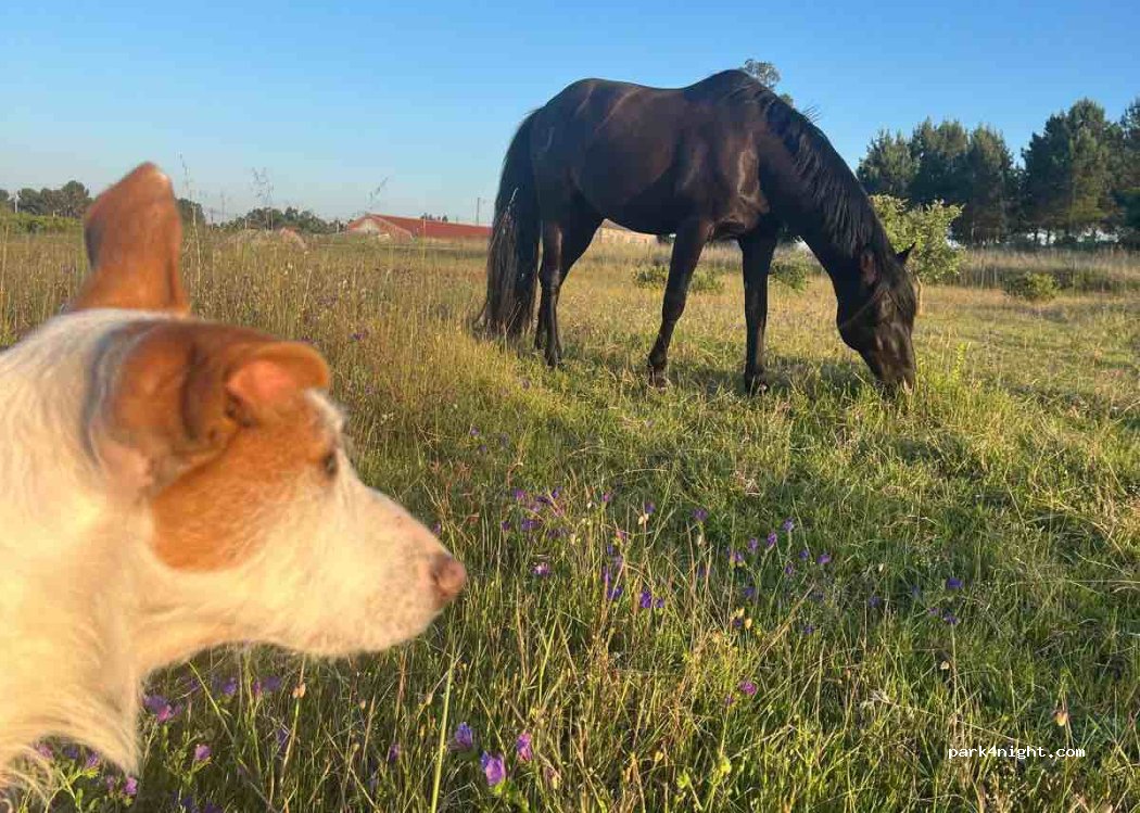 Santo Estevão, 59 Rua do Cebola thumbnail 2