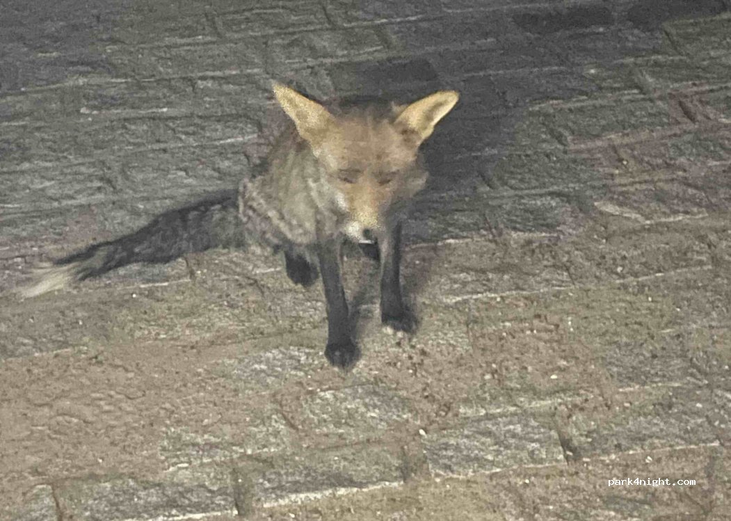 El Real de la Jara, Camino del Batrocal thumbnail 5