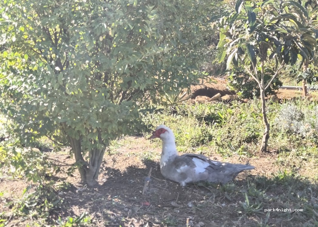 Quintinha dos Quivis thumbnail 4