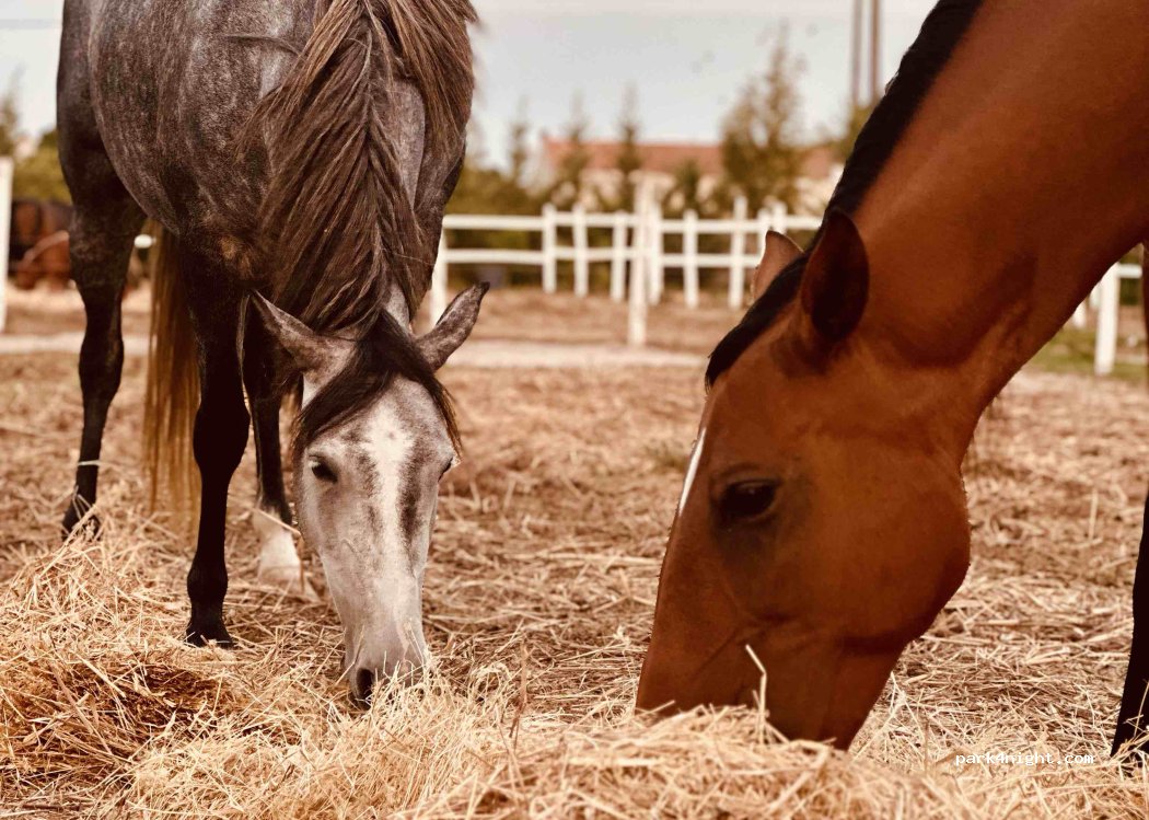 Palmela, Setúbal thumbnail 2