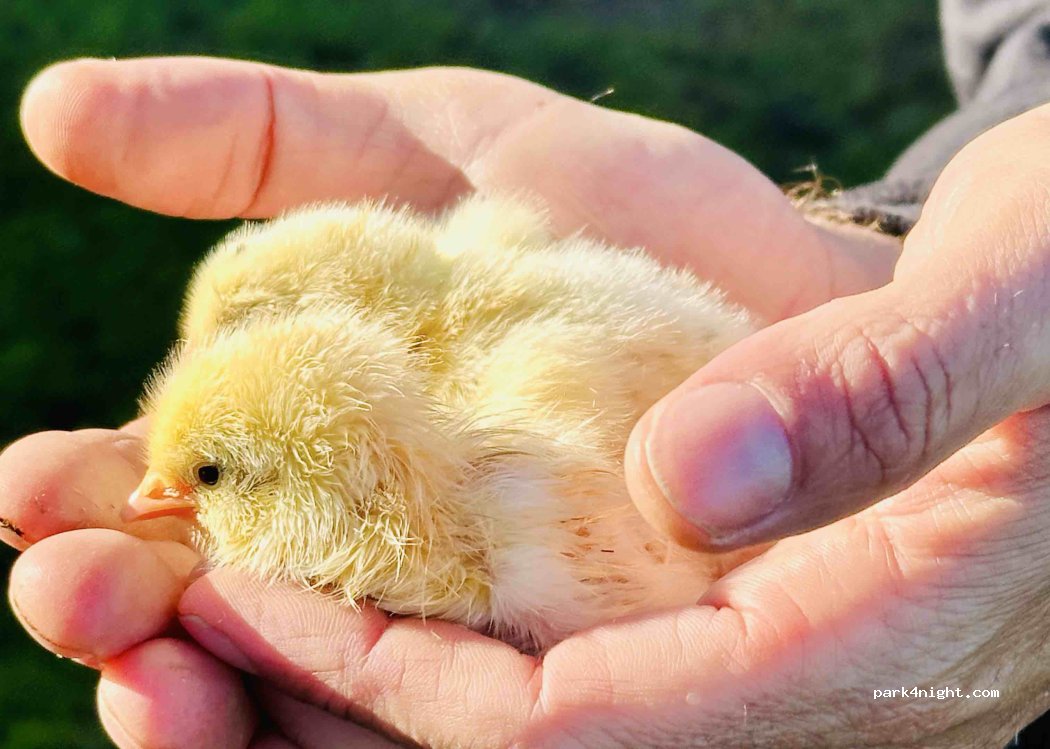 Palmela, Setúbal thumbnail 3