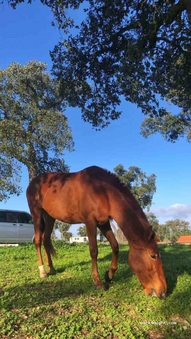 Quinta Centro Lusitano Portugal thumbnail 2